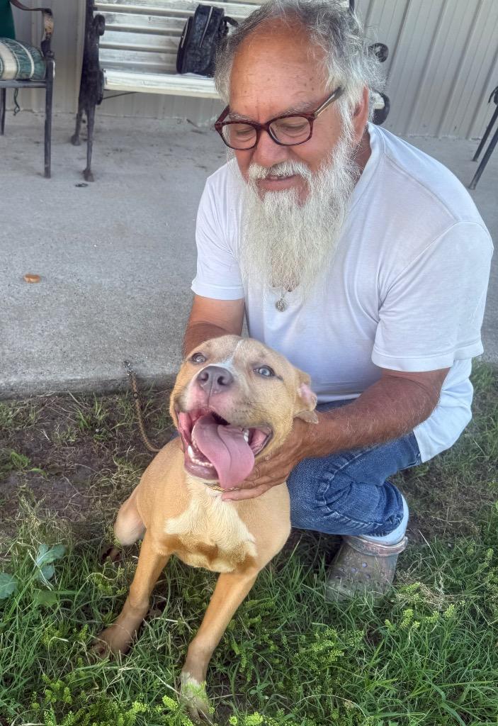 Enlarge Jessie, a Adoptable mixed breed in Quinlan, TX image 2/3