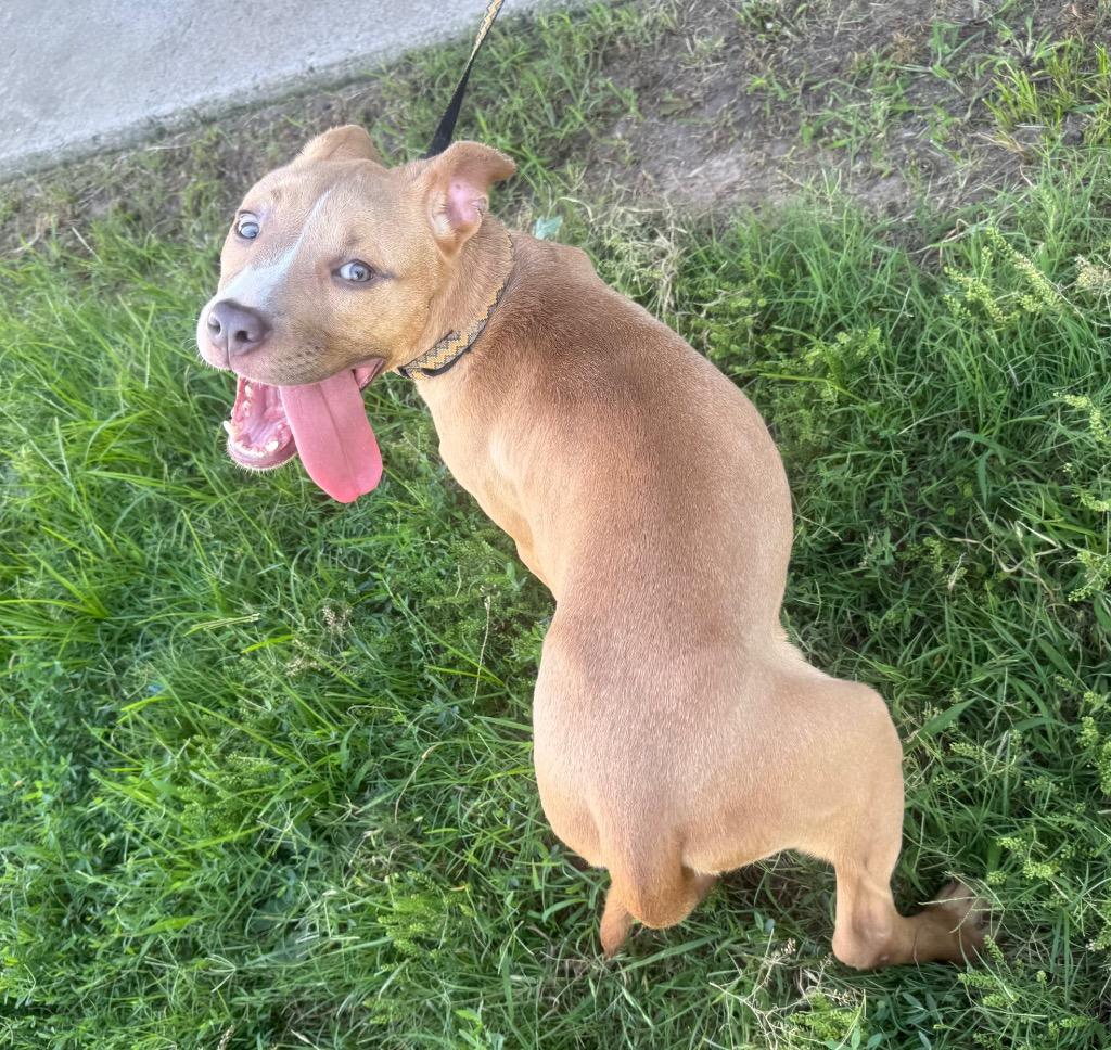 Enlarge Jessie, a Adoptable mixed breed in Quinlan, TX image 3/3