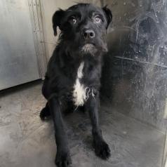 Juan, Adoptable, Young Male Schnauzer & Mixed Breed.