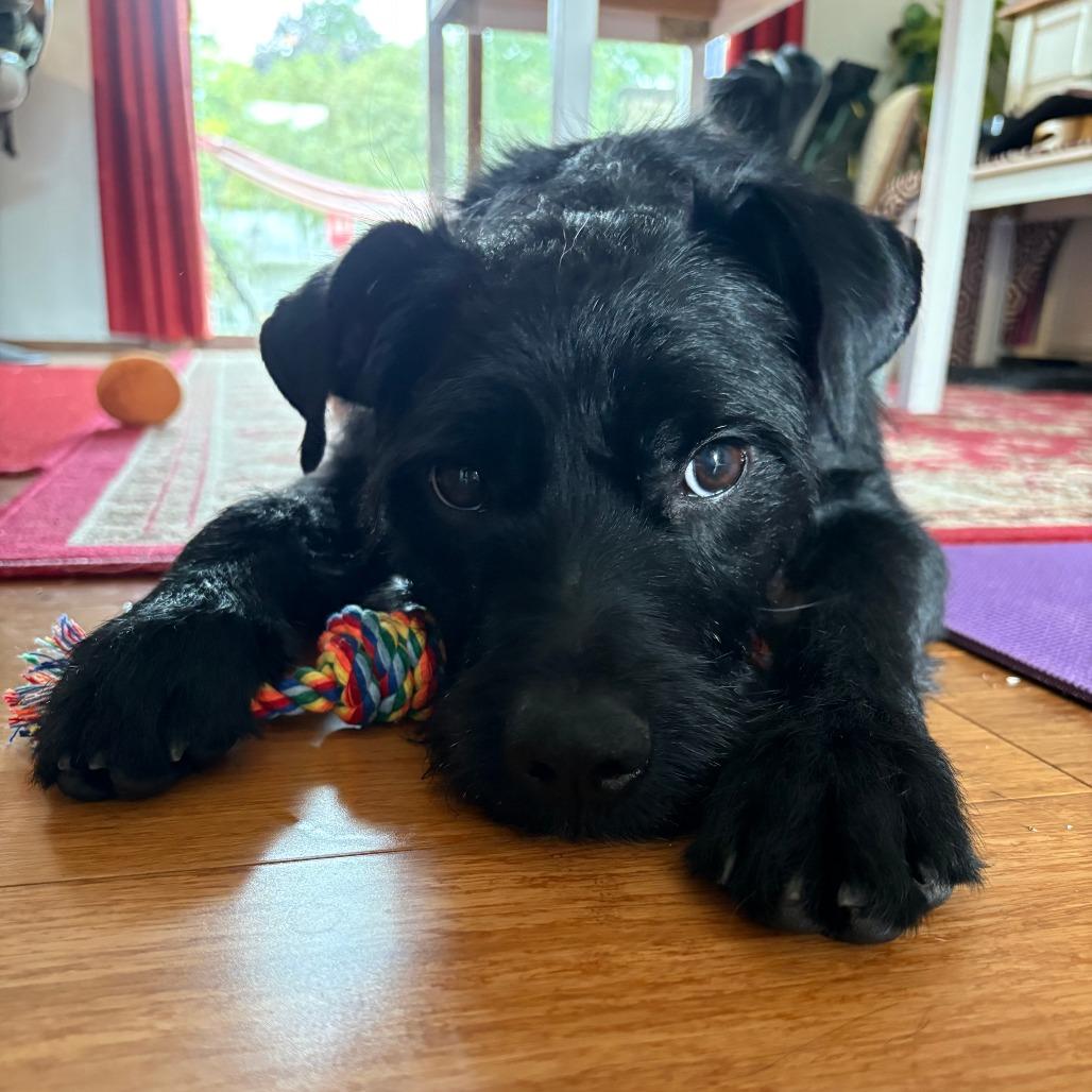 Enlarge Juan, a Adoptable mixed breed in Madison, WI image 2/5