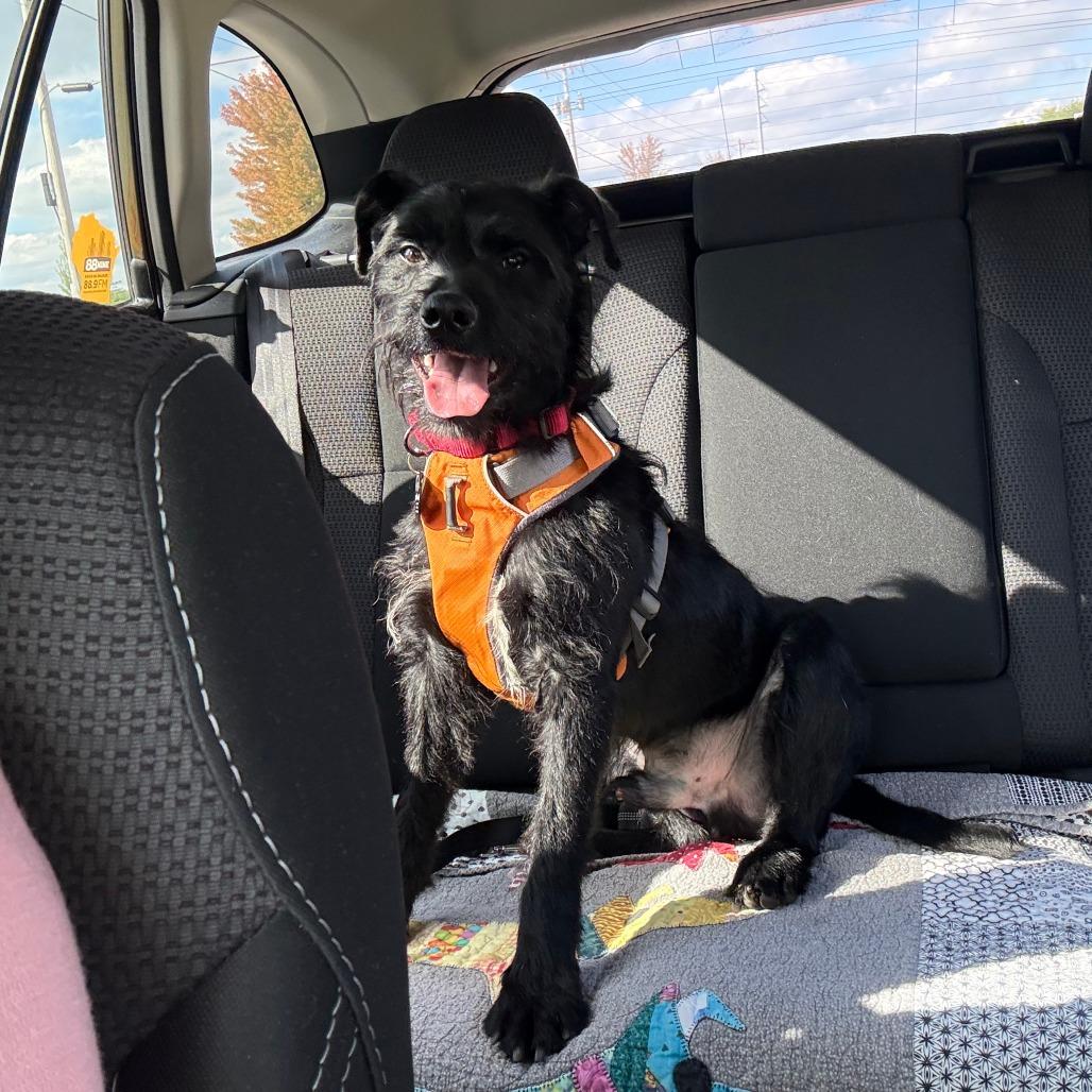 Enlarge Juan, a Adoptable mixed breed in Madison, WI image 3/5