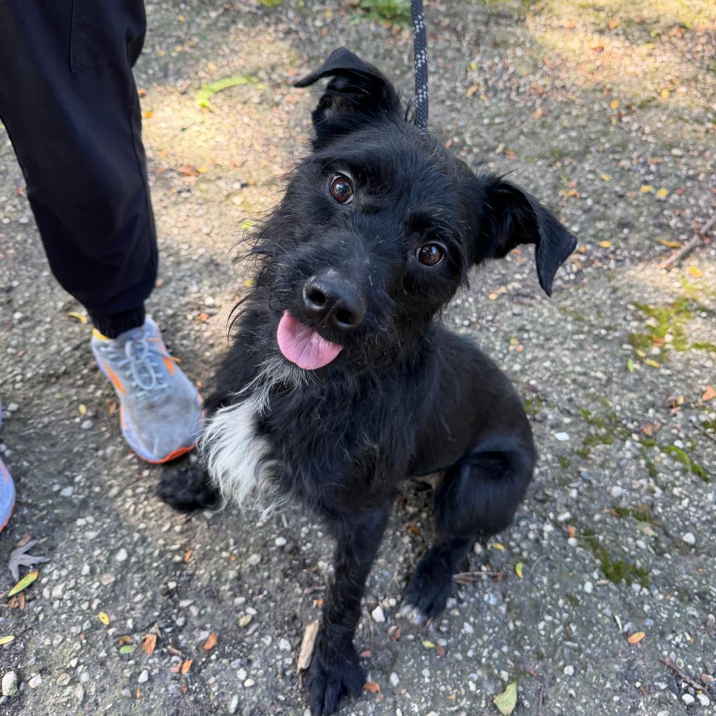 Enlarge Juan, a Adoptable mixed breed in Madison, WI image 4/5
