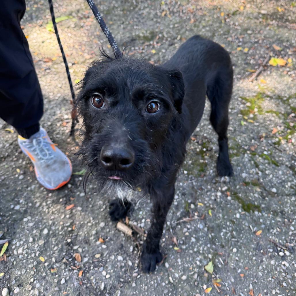 Enlarge Juan, a Adoptable mixed breed in Madison, WI image 5/5