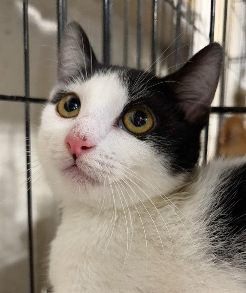 Enlarge Mochi, a Adopted mixed breed in Corpus Christi, TX image 1/1