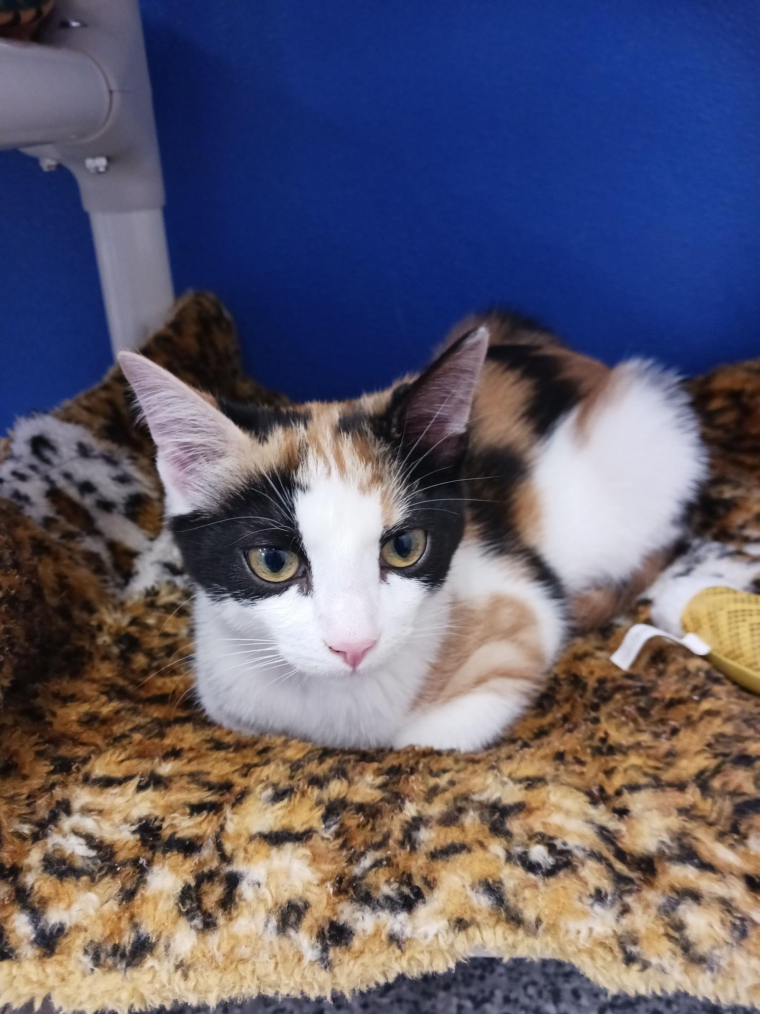 Annika, ADOPTABLE, Young Female Domestic Short Hair.