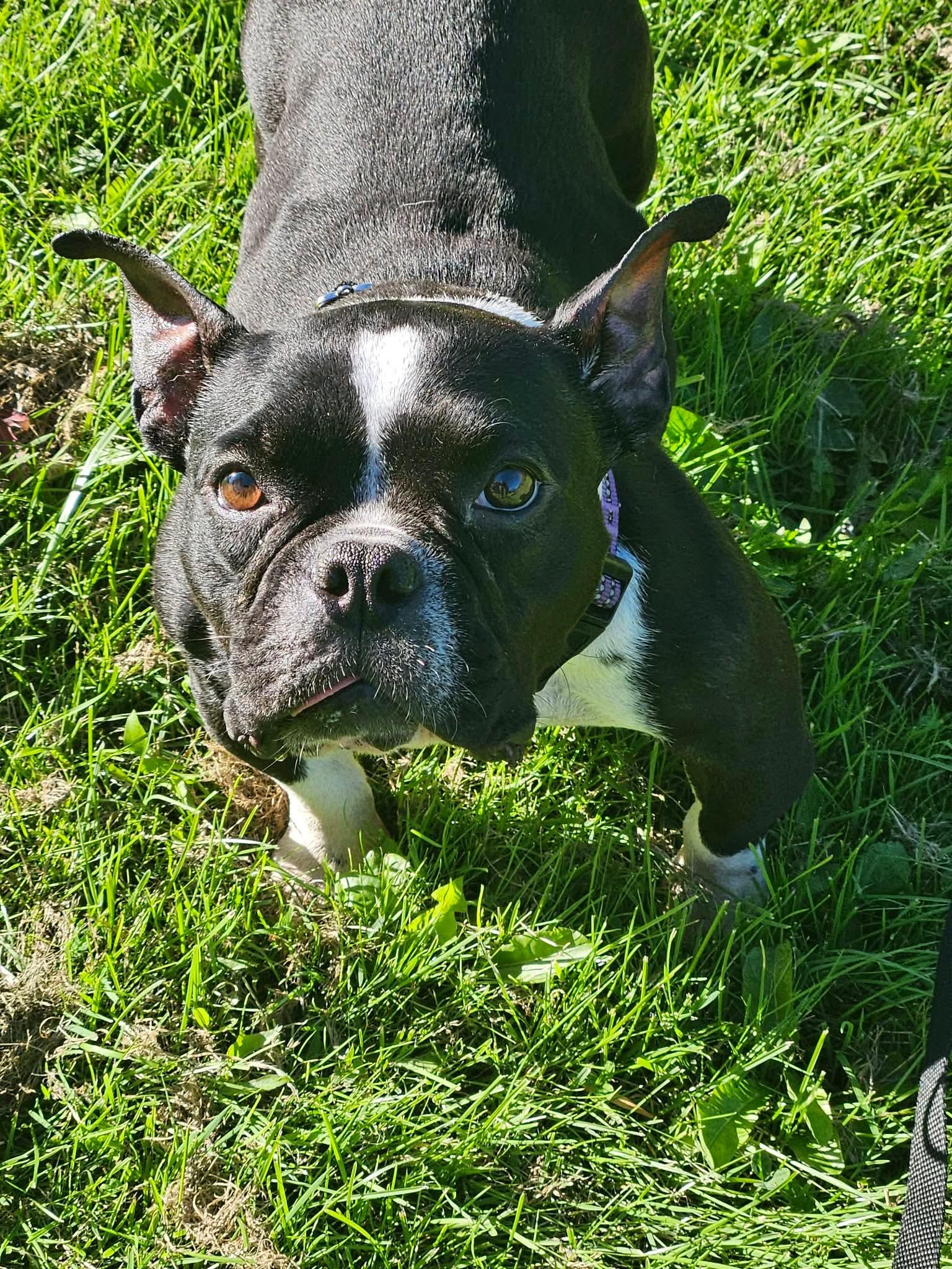 Enlarge Temu, a Adoptable Mixed Breed in Rochester , NY image 5/5