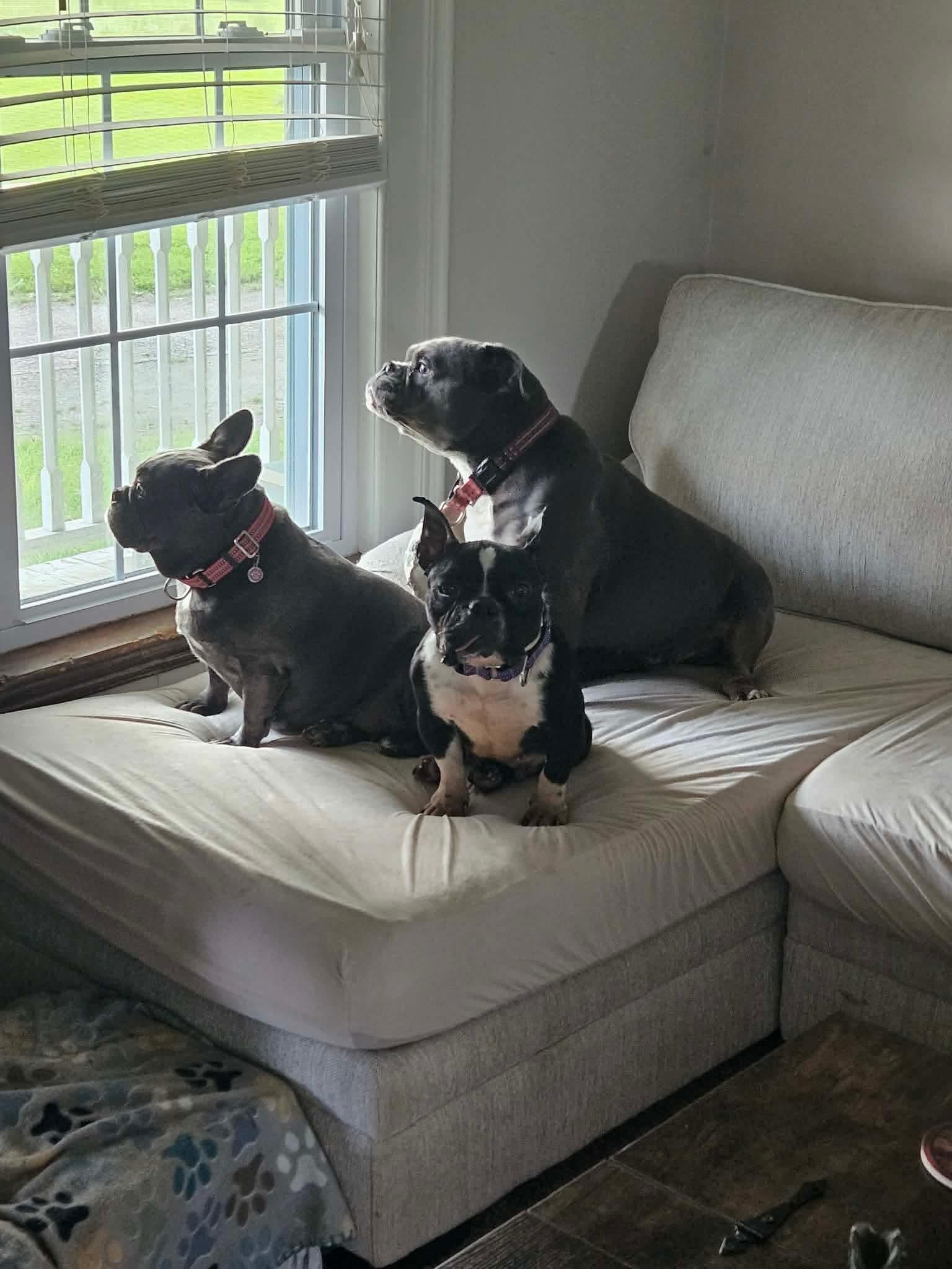 Enlarge Temu, a Adoptable Mixed Breed in Rochester , NY image 2/5