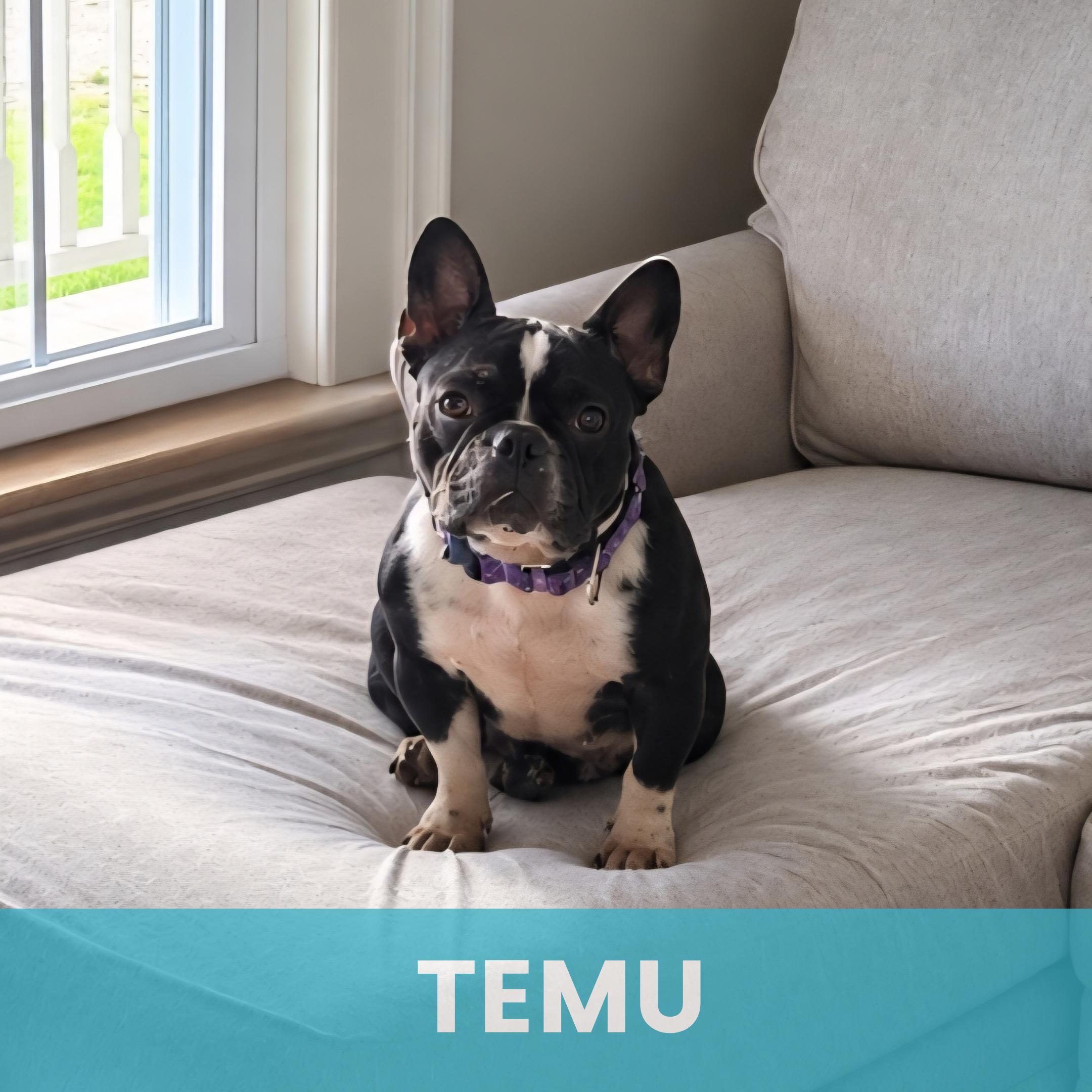 Temu, Adoptable, Puppy Female Mixed Breed.