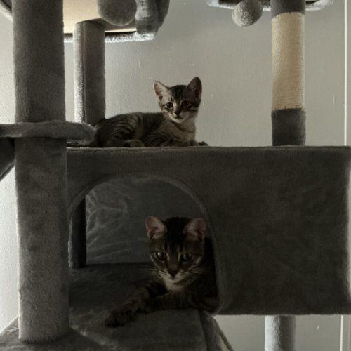 Maisey, Adoptable, Young Female Domestic Short Hair.