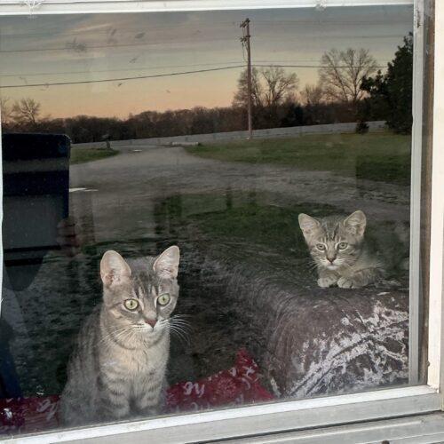 Maisey, a Adoptable Domestic Short Hair in Kirksville, MO image 3/4