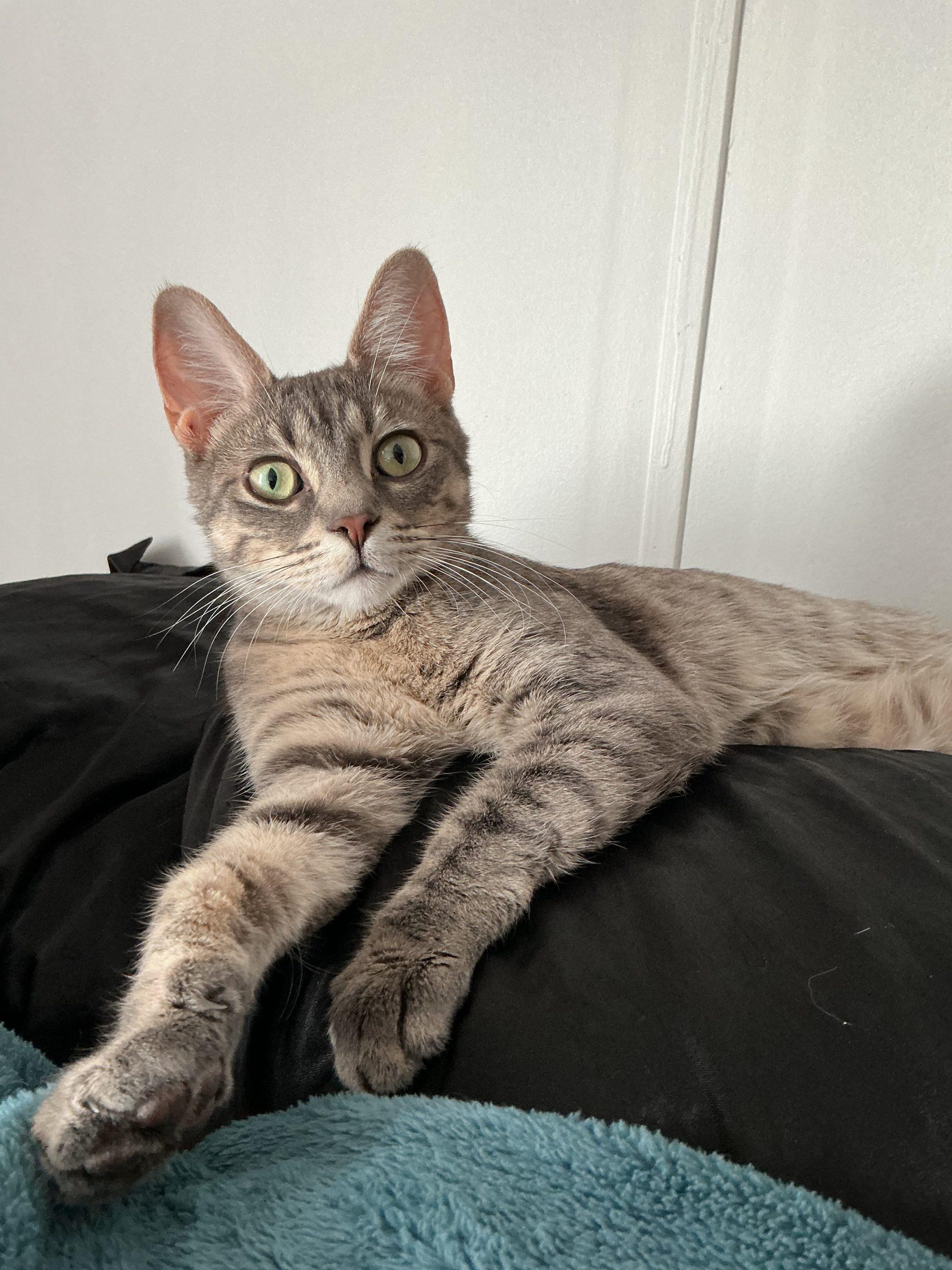 Enlarge Maisey, a Adoptable Domestic Short Hair in Kirksville, MO image 2/3