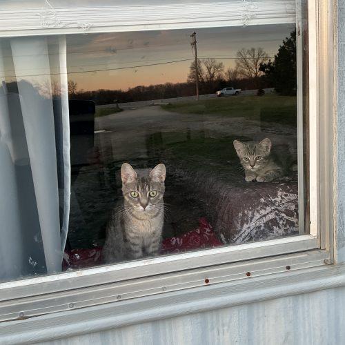 Enlarge Maisey, a Adoptable Domestic Short Hair in Kirksville, MO image 3/3