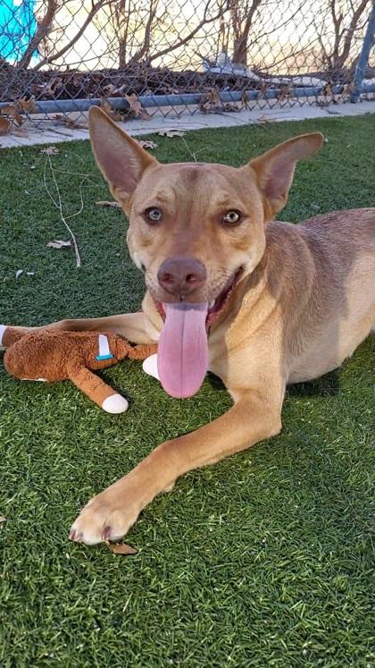 Jaxx, Adoptable, Adult Male Shepherd & Mixed Breed.