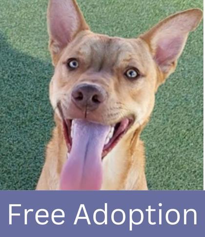 Jaxx, a Adoptable mixed breed in Grapevine, TX image 2/3