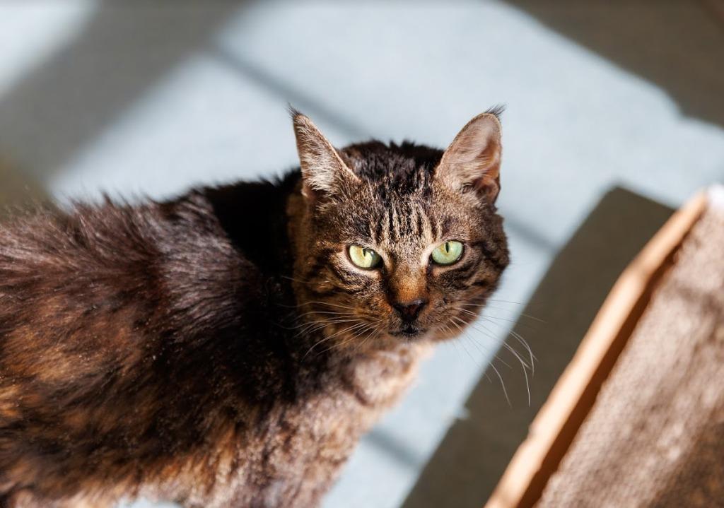 Enlarge Rikki, a Adoptable mixed breed in Cumberland, ME image 1/6