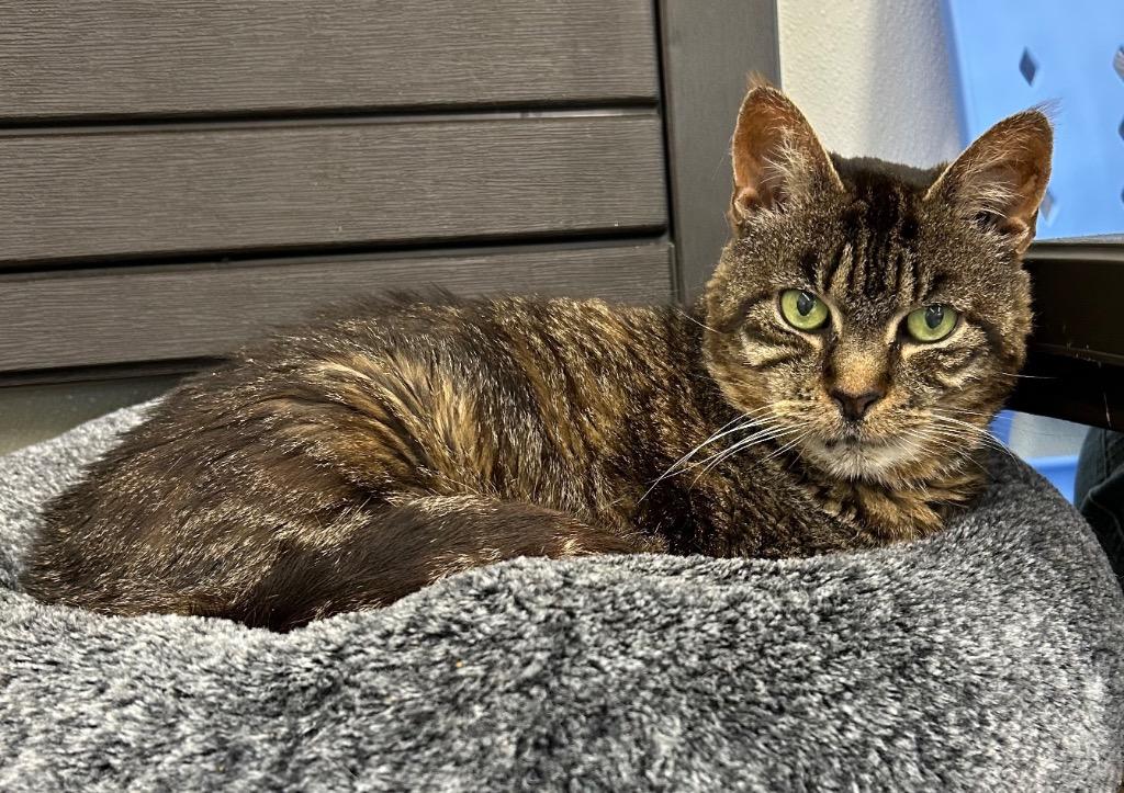 Enlarge Rikki, a Adoptable mixed breed in Cumberland, ME image 2/6