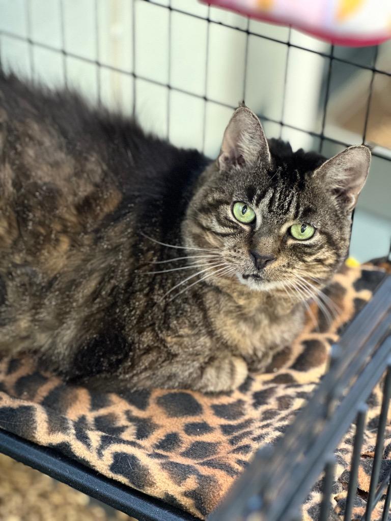Enlarge Rikki, a Adoptable mixed breed in Cumberland, ME image 3/6