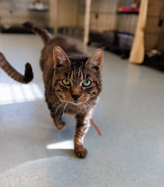 Enlarge Rikki, a Adoptable mixed breed in Cumberland, ME image 4/6