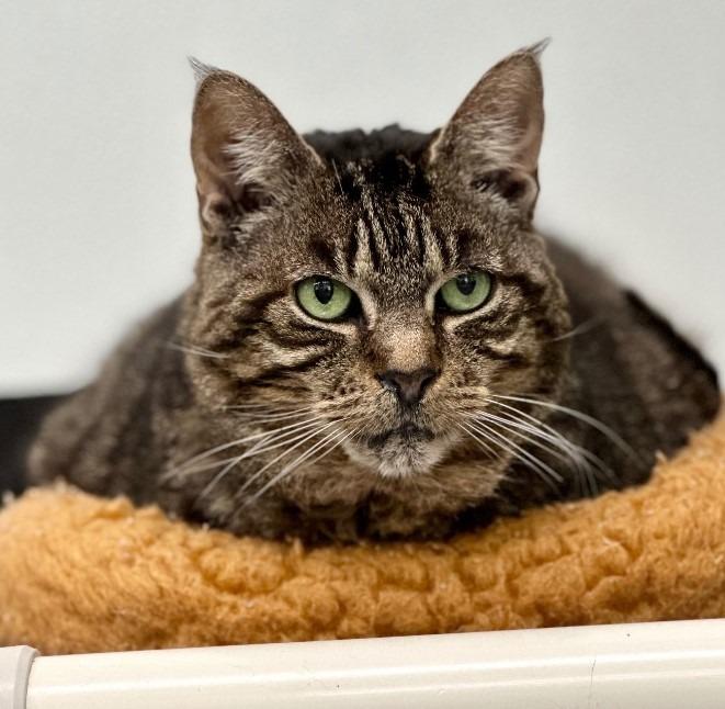 Enlarge Rikki, a Adoptable mixed breed in Cumberland, ME image 5/6