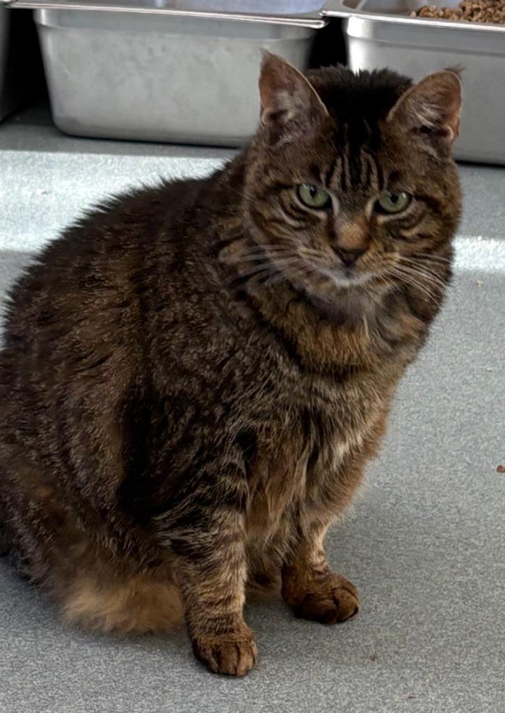 Enlarge Rikki, a Adoptable mixed breed in Cumberland, ME image 6/6