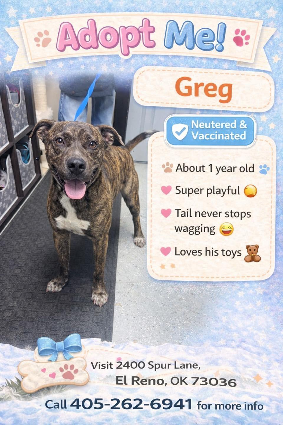 Enlarge Greg, a ADOPTABLE American Staffordshire Terrier in El Reno, OK image 1/1