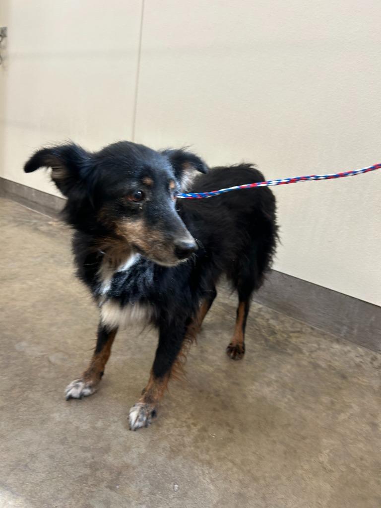 Enlarge Dog Kennel #33, a Adoptable mixed breed in Greenville, TX image 1/3