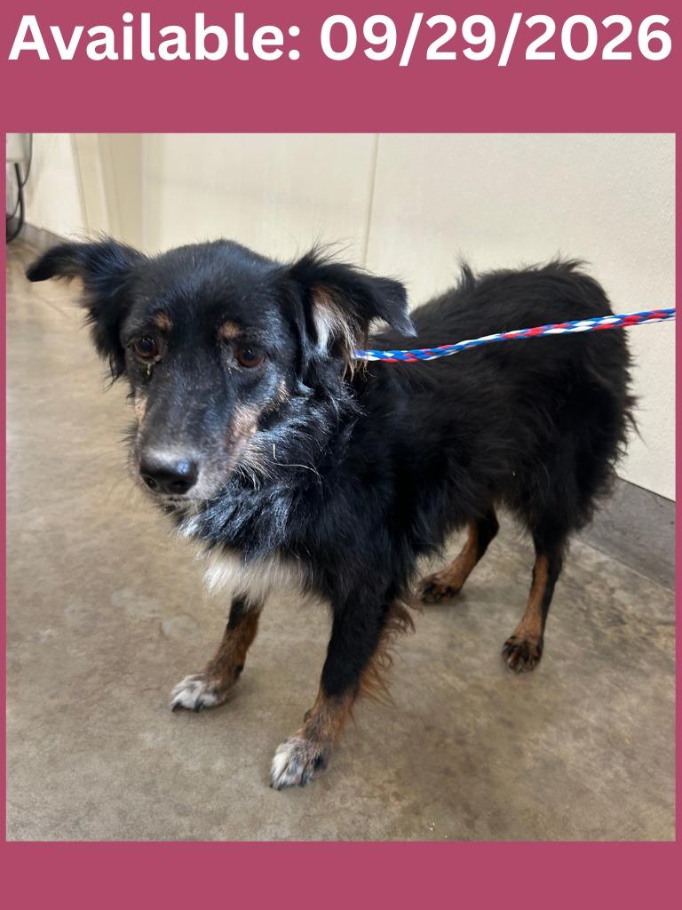 Enlarge Dog Kennel #33, a Adoptable mixed breed in Greenville, TX image 2/3