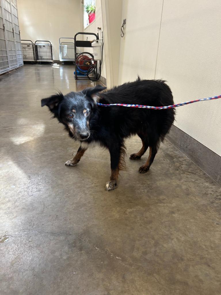 Enlarge Dog Kennel #33, a Adoptable mixed breed in Greenville, TX image 3/3