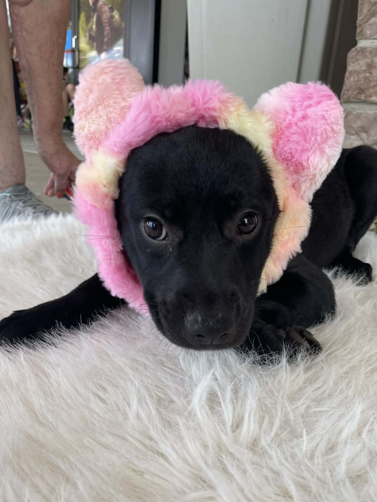 Olivia, Adoptable, Puppy Female Labrador Retriever.