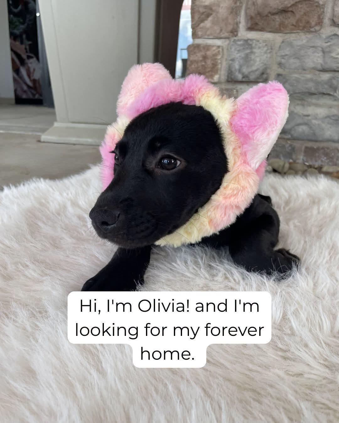 Olivia, a Adoptable mixed breed in Florissant, MO image 2/3