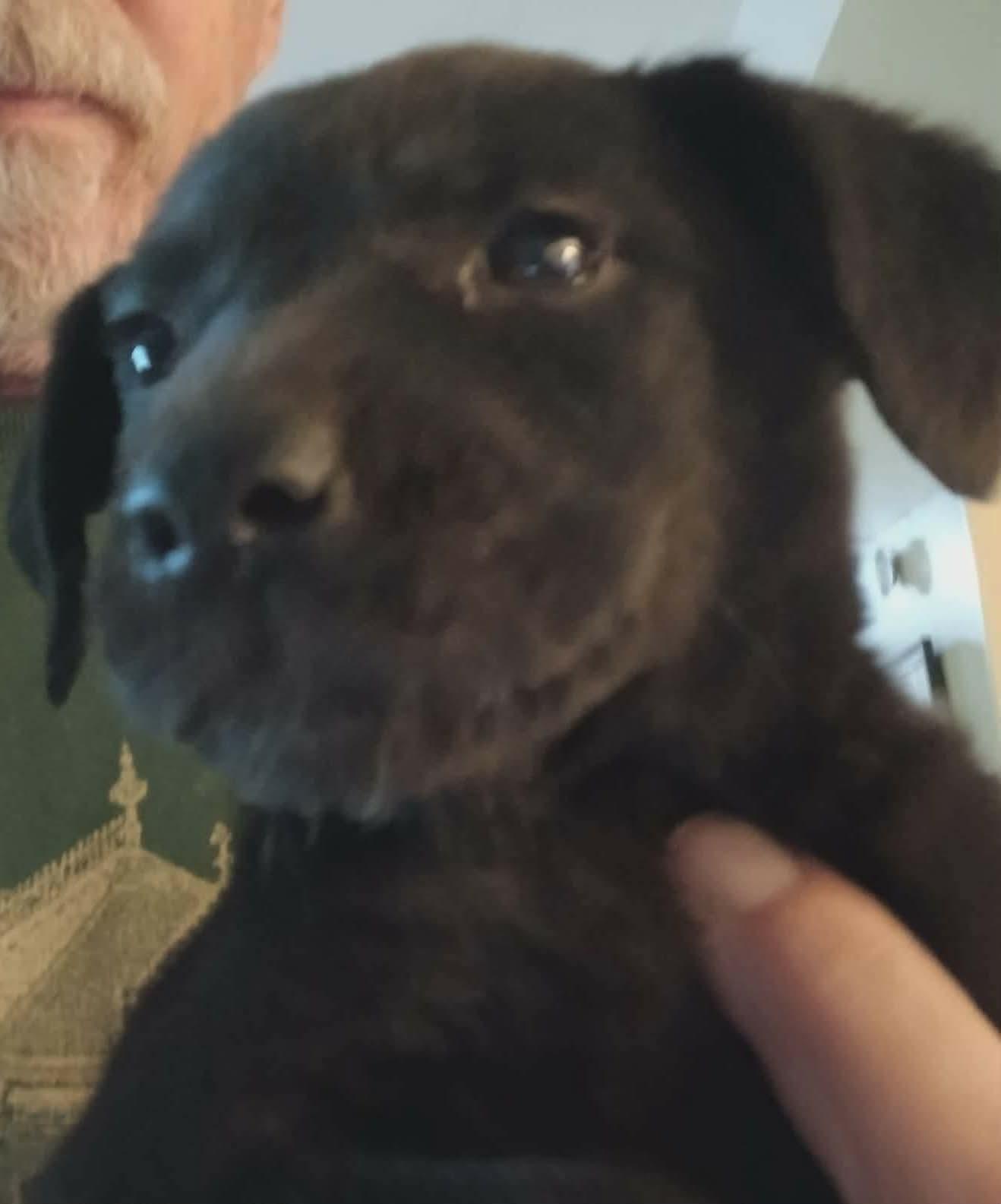 Olivia, a Adoptable mixed breed in Florissant, MO image 3/3
