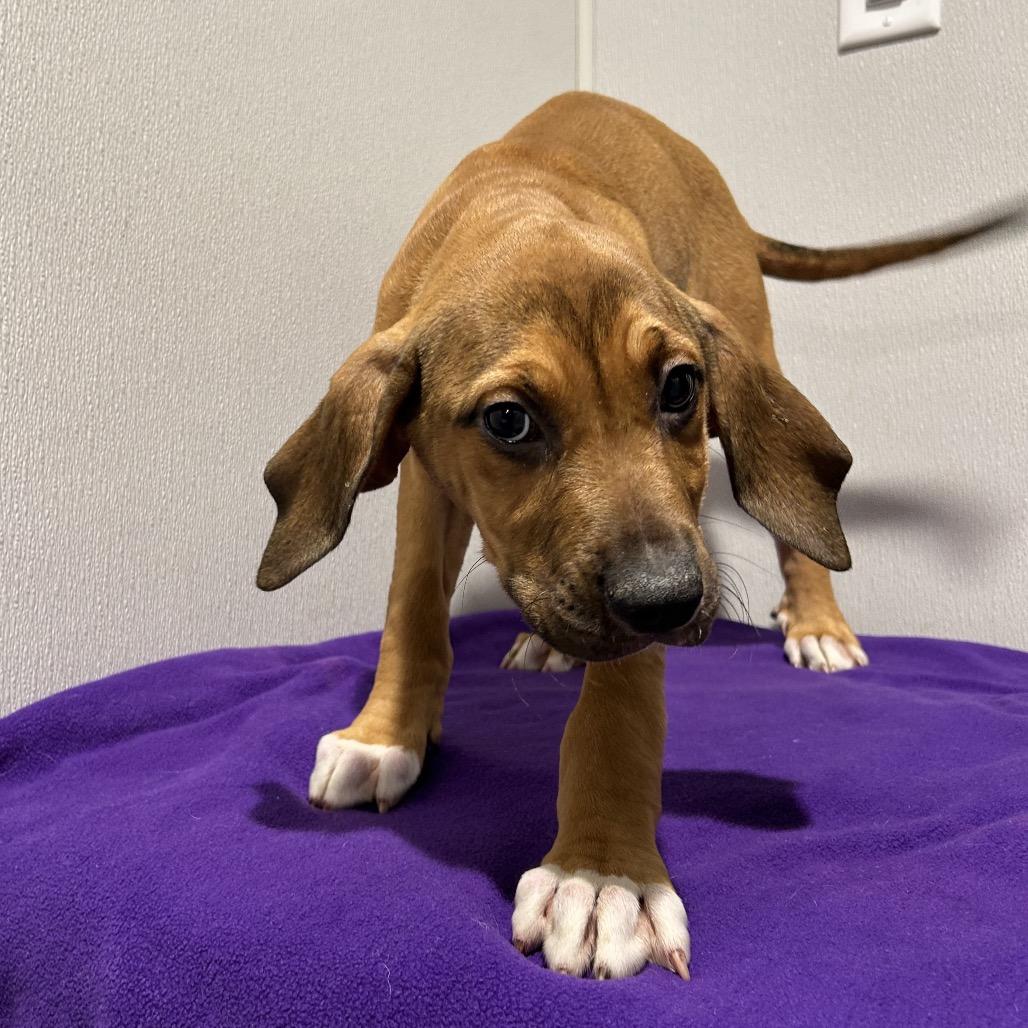 Beatrice thumbnail 2