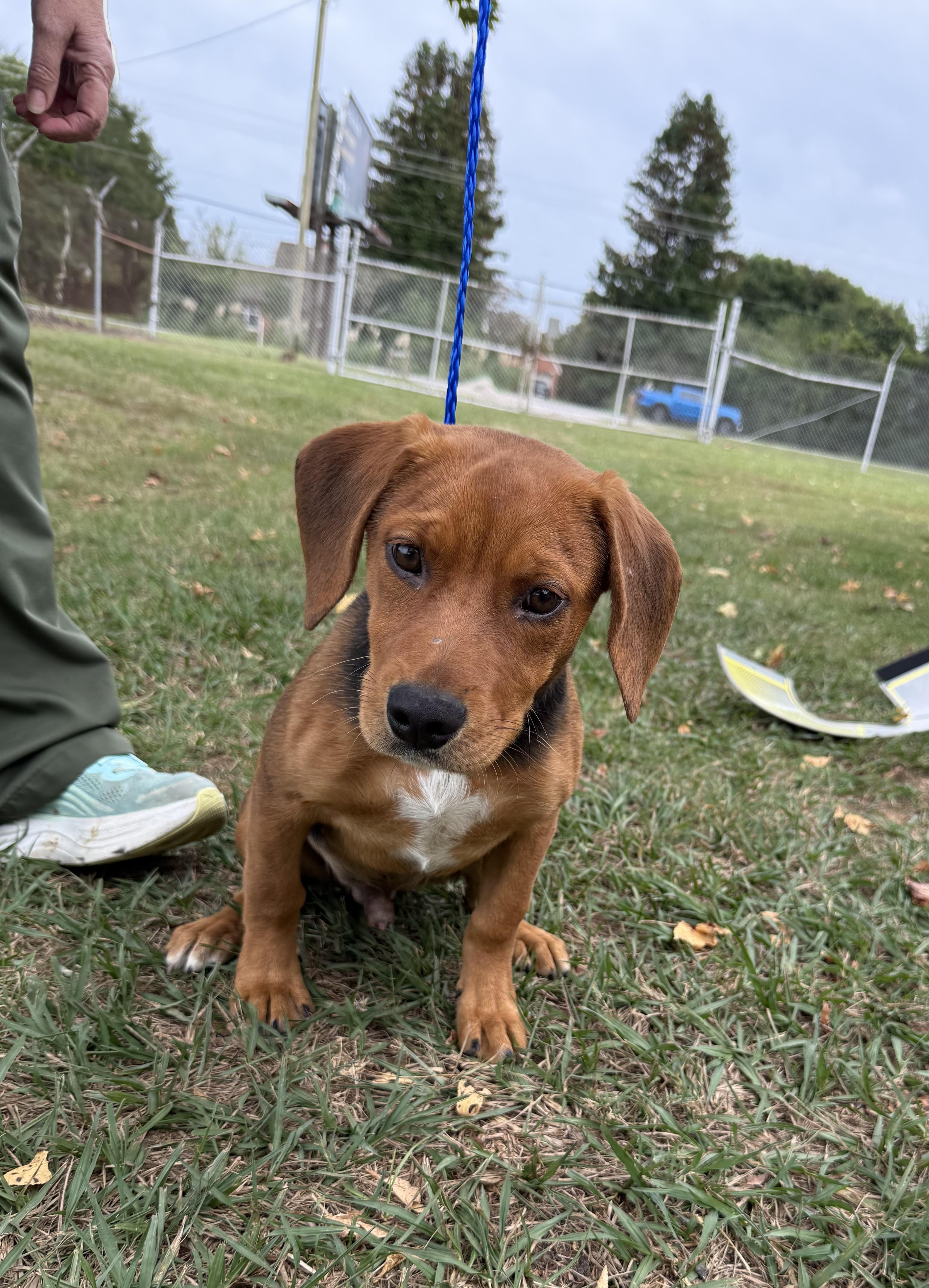 Adopt Finn — The Sweet Sidekick You’ve Been Waiting For!, an adoptable Beagle in Houlton, ME, 04730 | Photo Image 1