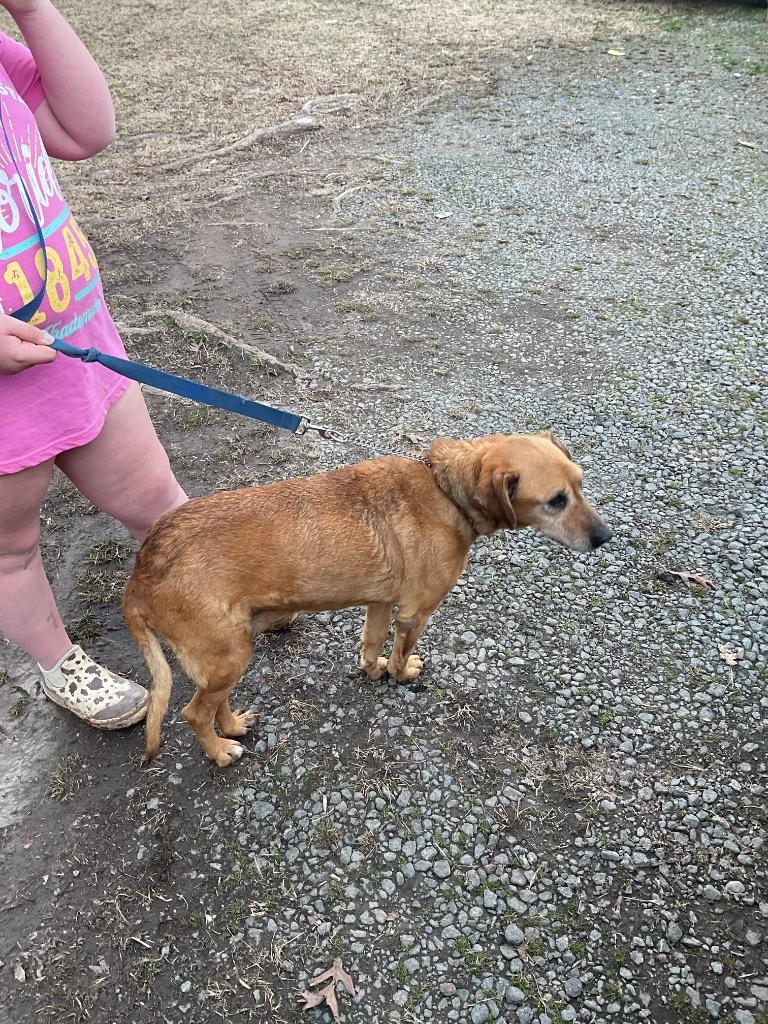 Enlarge Redman, a Adoptable mixed breed in Oxford, NC image 1/4