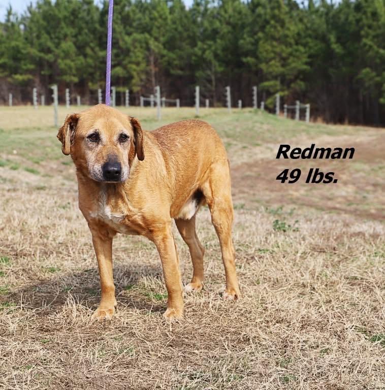 Enlarge Redman, a Adoptable mixed breed in Oxford, NC image 2/4