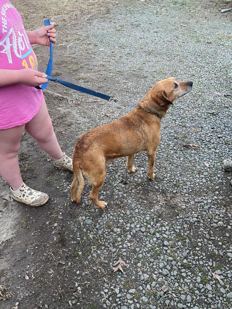 Enlarge Redman, a Adoptable mixed breed in Oxford, NC image 3/4