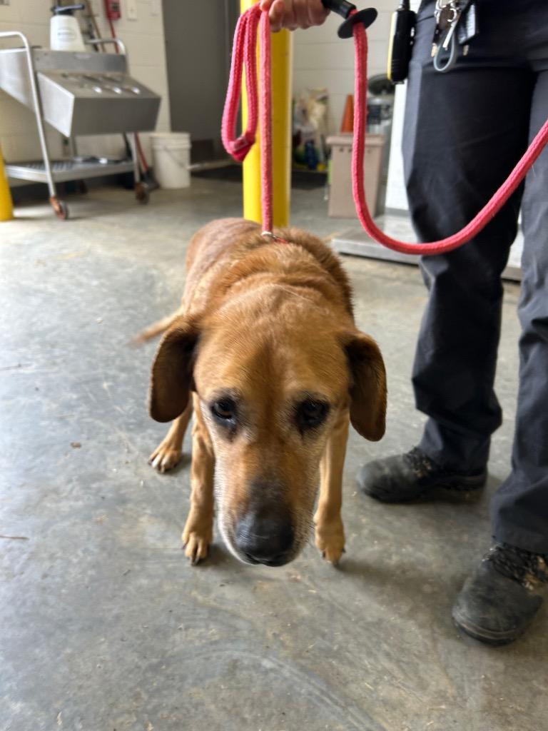 Enlarge Redman, a Adoptable mixed breed in Oxford, NC image 4/4