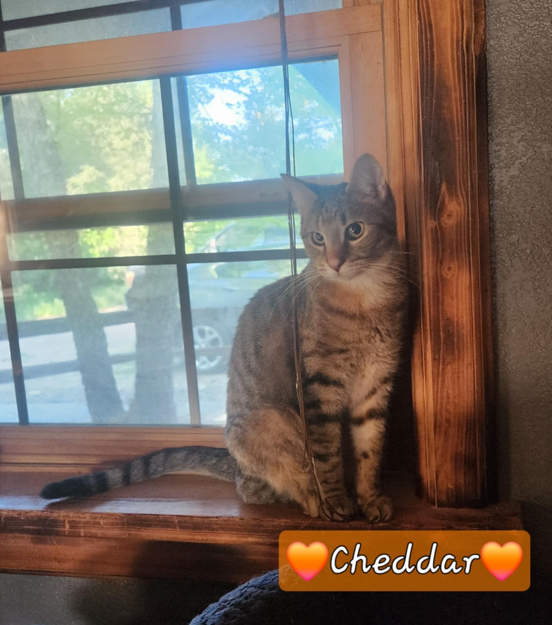Cheddar