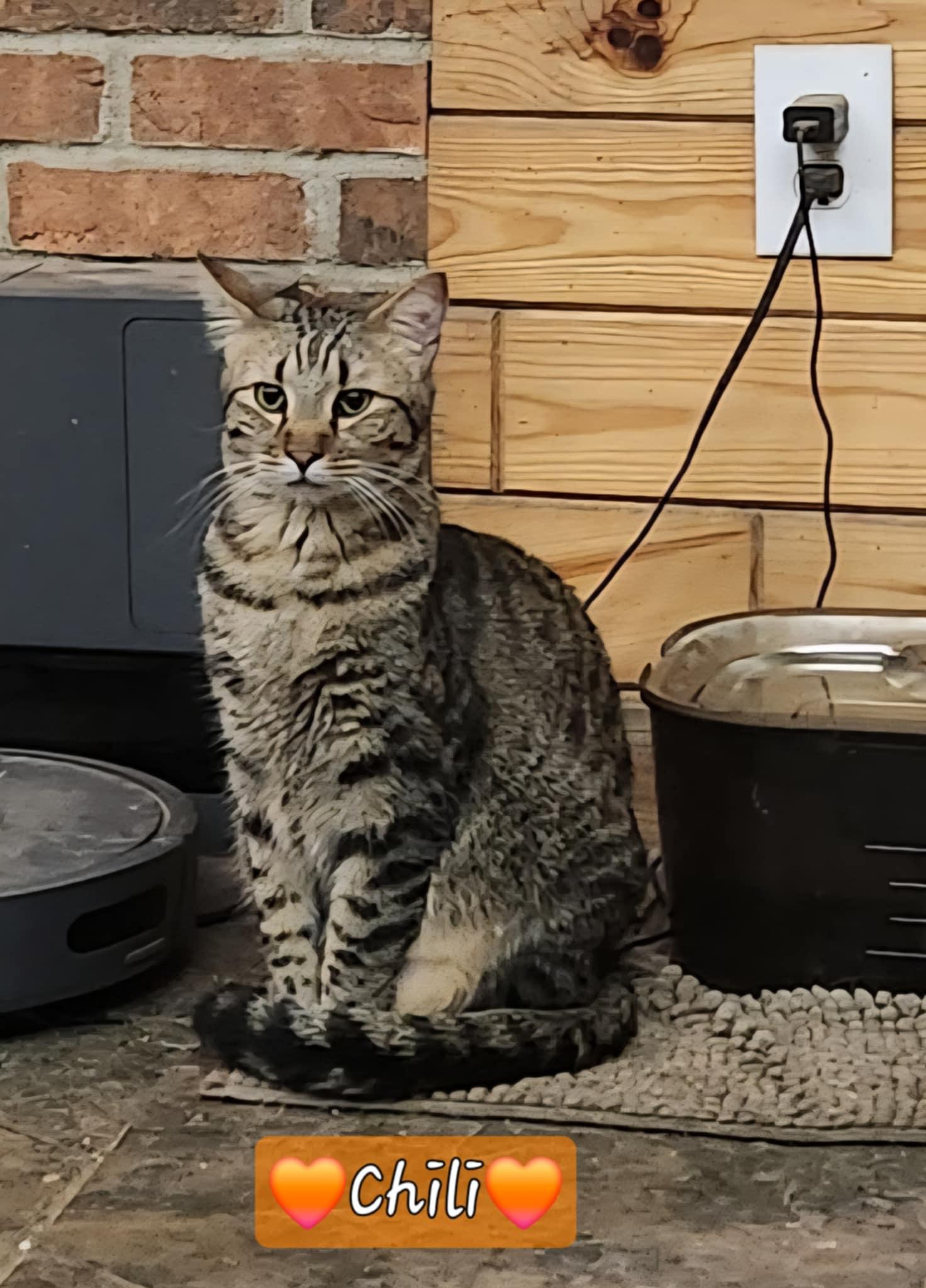 Cheddar