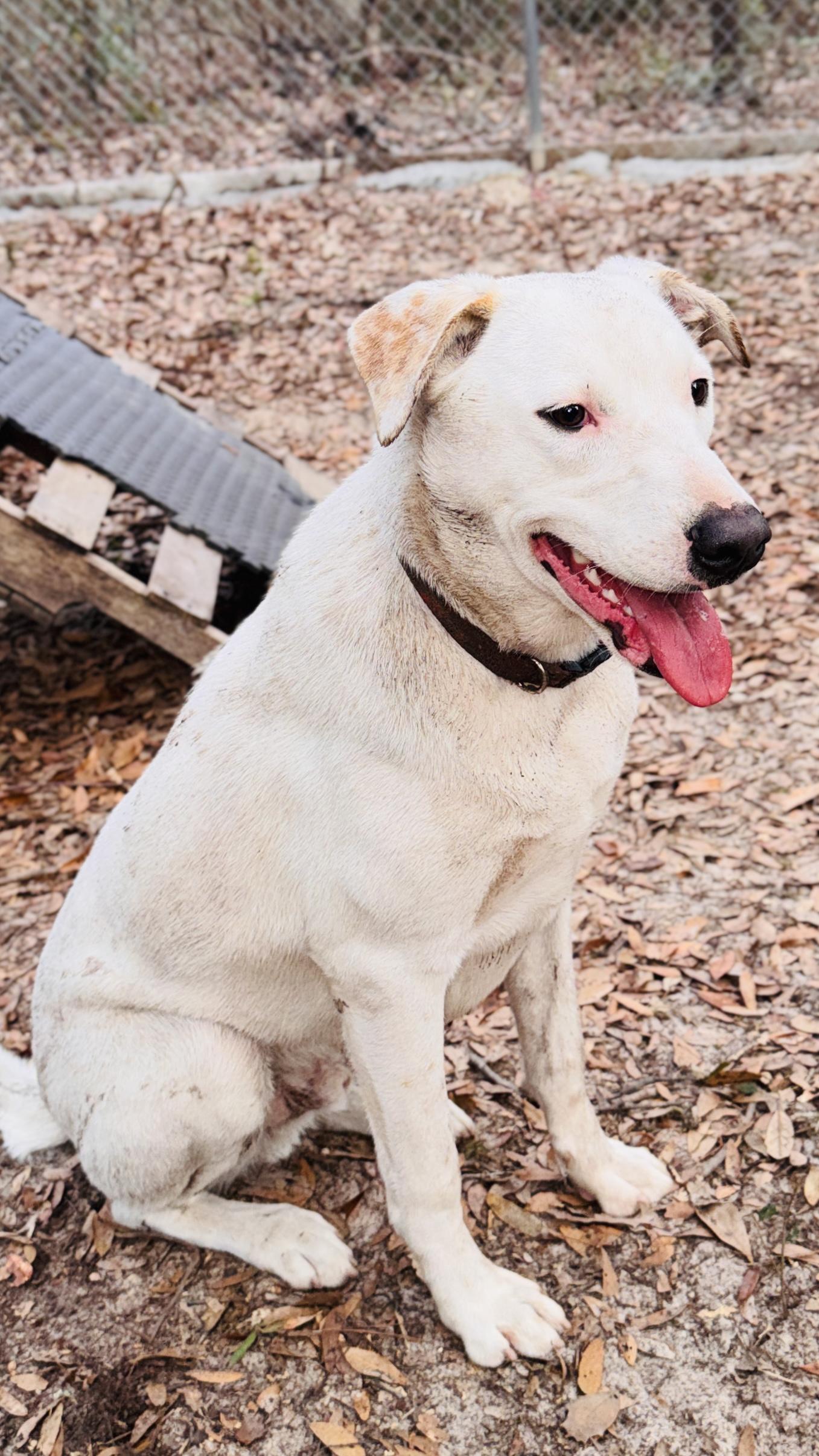 Snowy, a ADOPTABLE mixed breed in Jacksonville, FL image 3/4