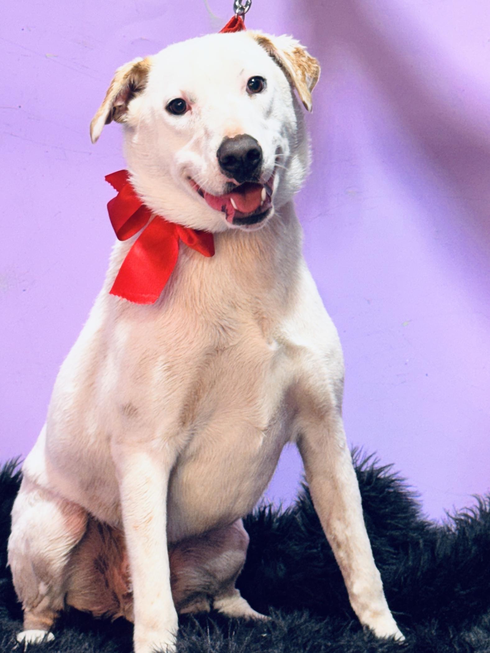Snowy, a ADOPTABLE mixed breed in Jacksonville, FL image 1/4