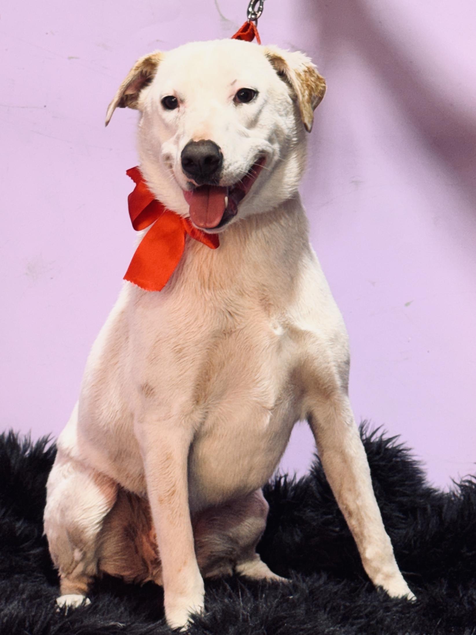 Snowy, a ADOPTABLE mixed breed in Jacksonville, FL image 4/4