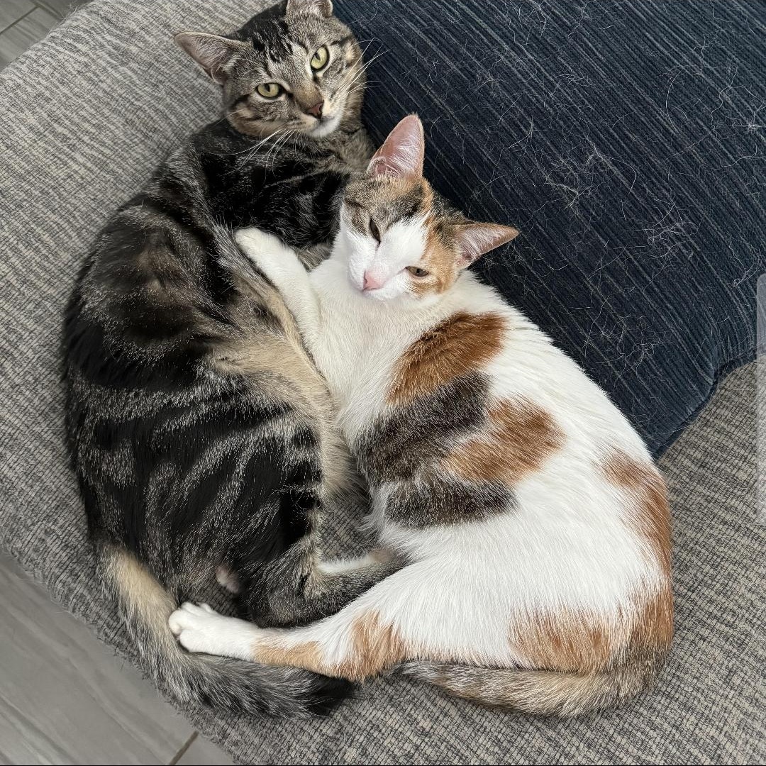 Rista and Logan (bonded)