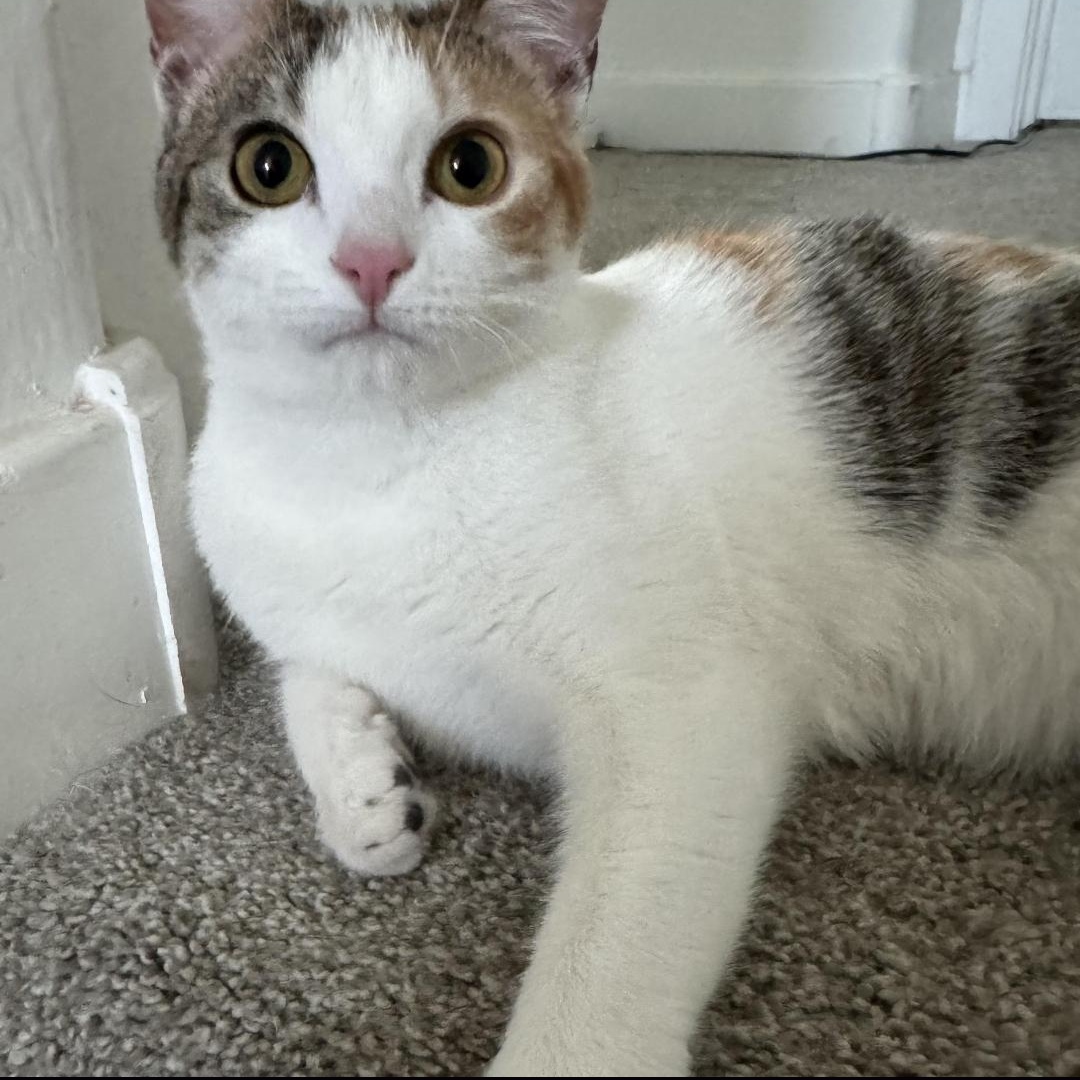 Rista and Logan (bonded)