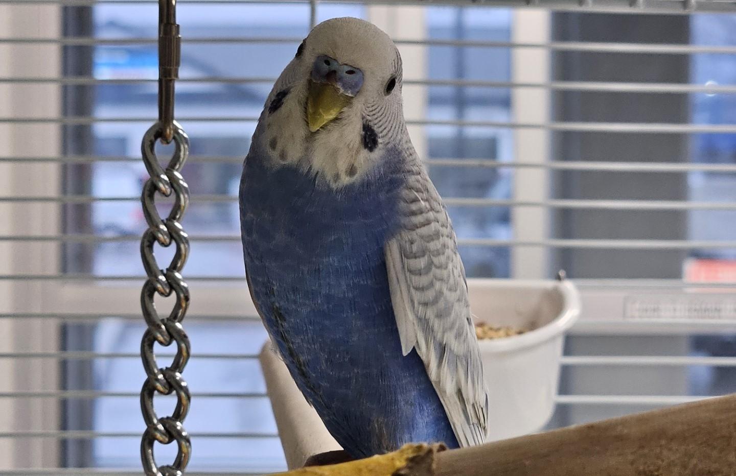 Enlarge Indigo, an adopted Budgie / Budgerigar in Mississauga, ON image 4/4