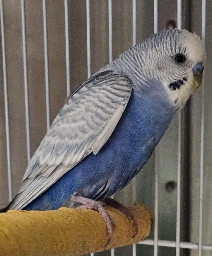 Enlarge Indigo, an adopted Budgie / Budgerigar in Mississauga, ON image 2/4