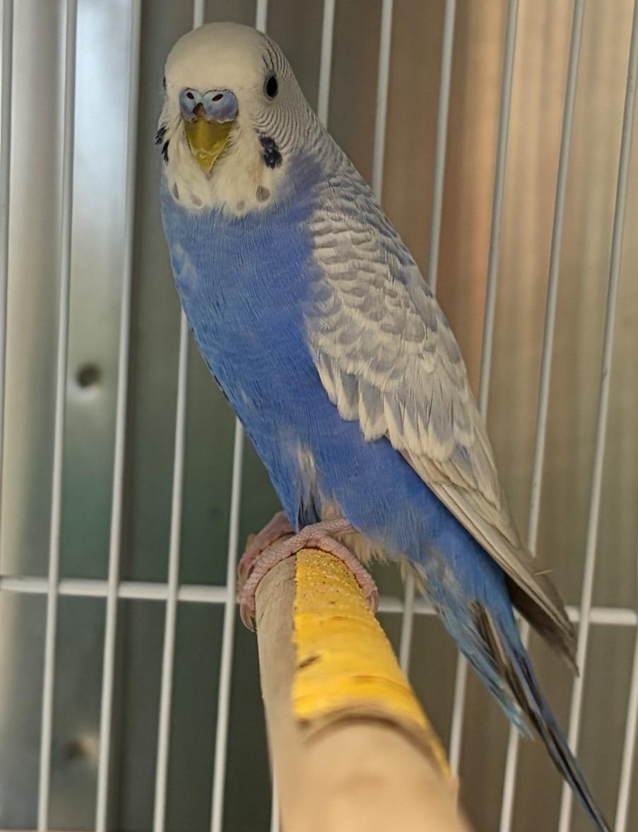 Enlarge Indigo, an adopted Budgie / Budgerigar in Mississauga, ON image 3/4