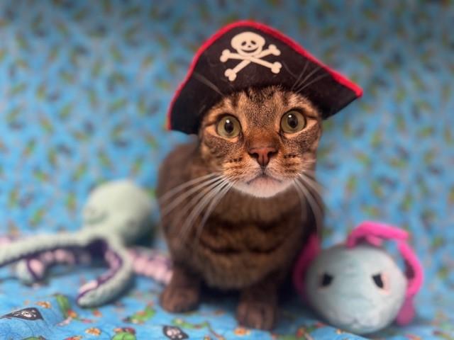 WHISKERS, Adoptable, Adult Male Domestic Short Hair.