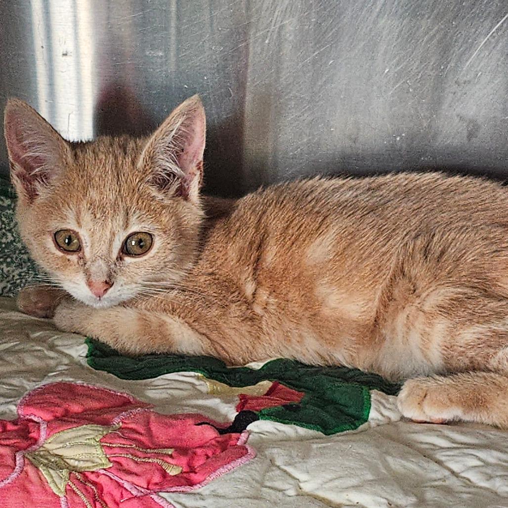 Enlarge Forest, a Adoptable Domestic Medium Hair in Jefferson city, TN image 1/1