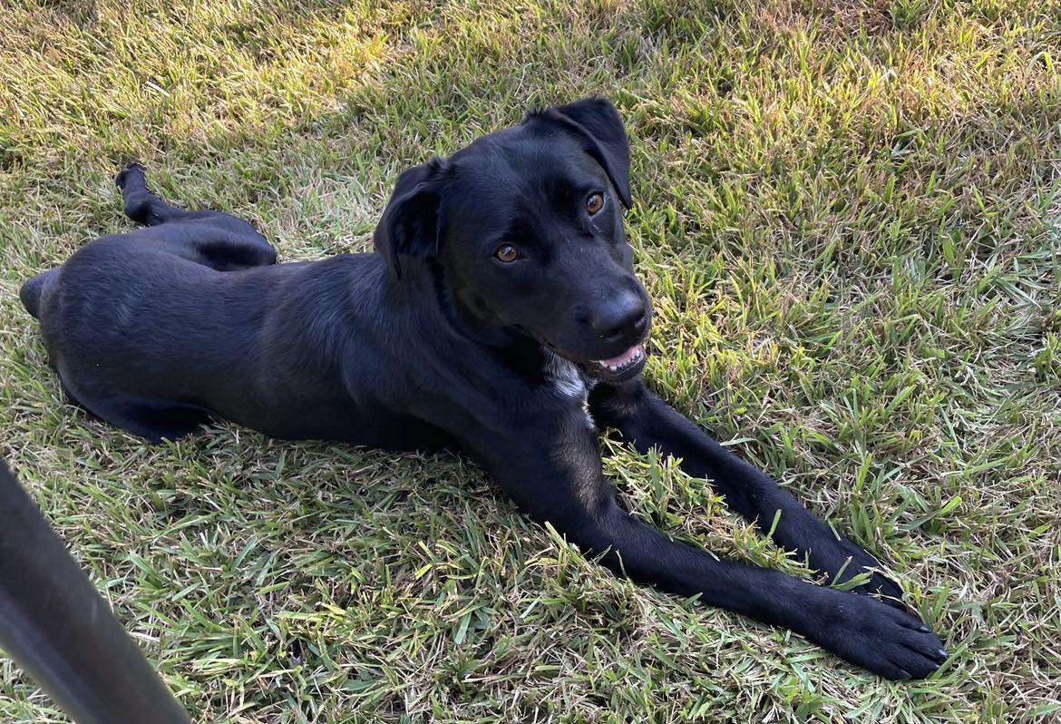 Enlarge NOLA-ADOPTED!!, a Adopted Black Labrador Retriever in North Granby, CT image 1/3